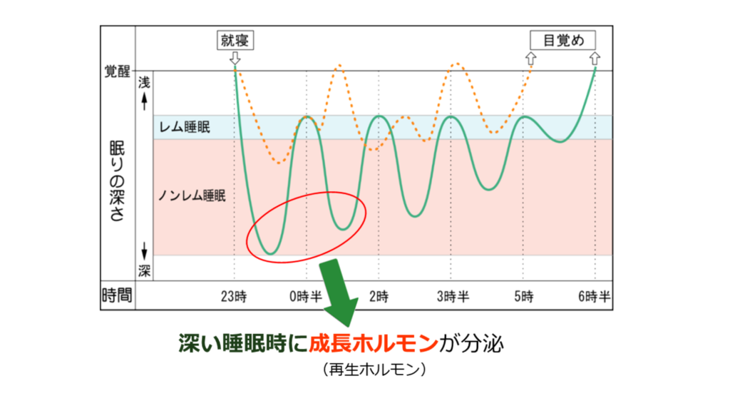 睡眠CBD成長ホルモン